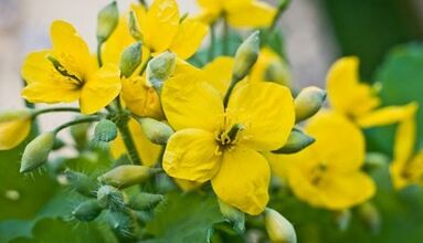 CELANDINE pentru tratamentul ciupercii